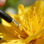 Pollinating Indoor Citrus Flowers: Hand Pollination for Meyer Lemon, Calamondin, and Kumquat