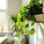 A pothos plant trailing from a shelf with fresh green heart-shaped leaves