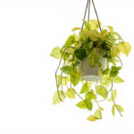 Pothos care guide featured
