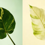 Two pothos leaves showing vibrant variegation in good light and washed-out color in low light