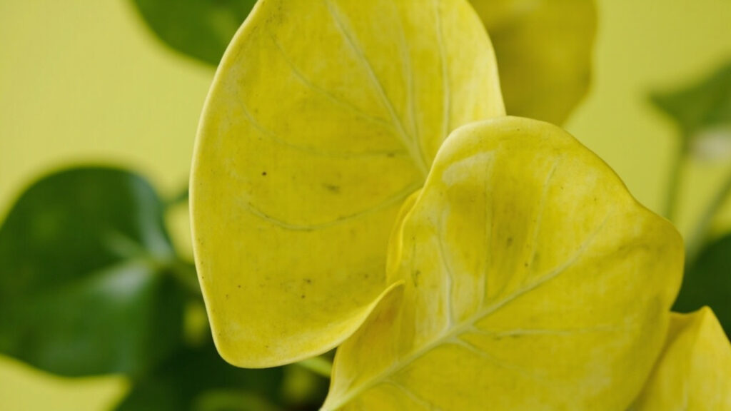 Pothos leaves showing yellowing patterns used for diagnosis