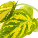 Close-up of pothos leaves showing yellowing patterns caused by overwatering versus nutrient deficiency