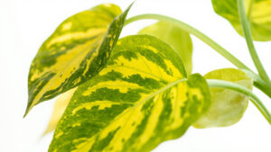 Close-up of pothos leaves showing yellowing patterns caused by overwatering versus nutrient deficiency