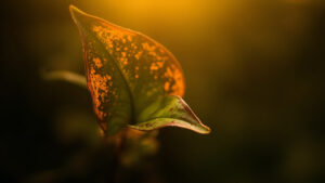 Prayer Plant Leaves Curling: The Underwatering, Overwatering, and Humidity Signals