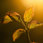 Prayer Plant Leaves Turning Brown: What the Pattern Says and How to Stop It