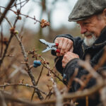 Pruning Blueberry Bushes: When, How, and What to Remove