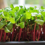 Radish Microgreens: How To Grow A Fast, Peppery Tray