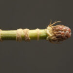 Raspberry Cane Borer Damage: Identification, Treatment, and Prevention