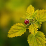 Raspberry Leaves Turning Yellow: Causes, Diagnosis, and Fixes