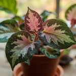 Rex Begonia Care: How to Keep Painted-Leaf Begonias Thriving Indoors