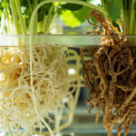 Root Rot in Hydroponics: The Early Signs and the Fix That Actually Works