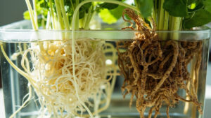 Root Rot in Hydroponics: The Early Signs and the Fix That Actually Works