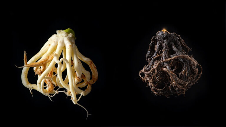 Root rot on houseplants — healthy white roots versus rotting dark brown roots comparison