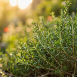 Growing Rosemary Outdoors: The Complete Garden Guide
