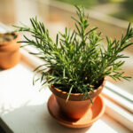 Rosemary Plant Care Guide: Light, Water, Soil, and More