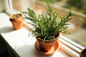 How To Save A Dying Rosemary Plant: Guide to Revive Your Precious Herb
