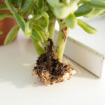 Save a Dying Echeveria: Root Rot Surgery, Stem Rescue, and Re-Rooting