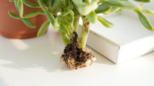 Save a Dying Echeveria: Root Rot Surgery, Stem Rescue, and Re-Rooting