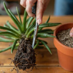 How to Save a Dying Haworthia: Root Rot, Underwatering, and Frost Recovery