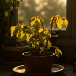 Save a Dying Hoya: Root Rot, Severe Underwatering, and Cold Damage Recovery