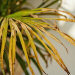 How to Save a Dying Palm Plant: Diagnose the Problem and Help It Recover