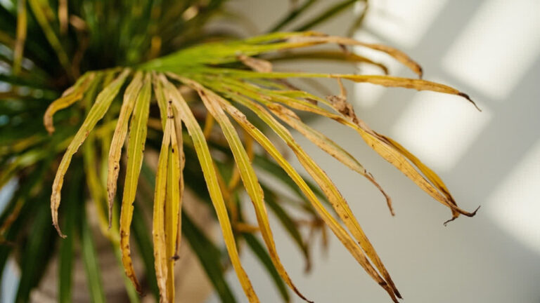 Great Description About Palm Plant Dying