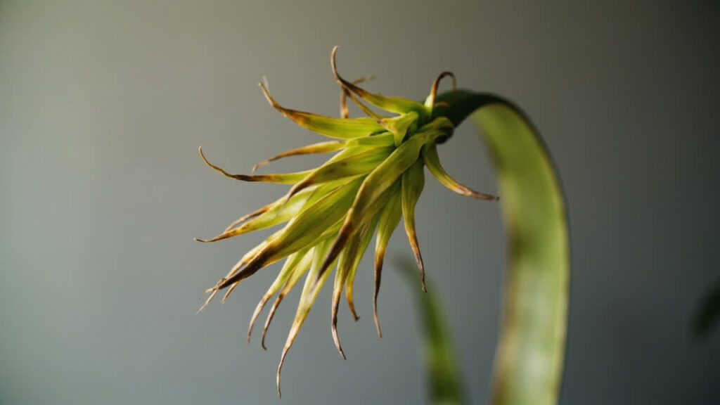 How to Save a Dying Pineapple Plant