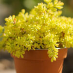 Sedum Leaves Turning Yellow: 7 Causes and How to Fix Each One