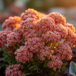 Sedum Plant Care: The Complete Guide to Growing Stonecrop Successfully