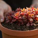 Sedum Planting Guide: How to Plant Stonecrop in Gardens, Containers, and Rock Walls