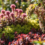 Sedum Varieties Guide: 15 Best Stonecrop Varieties for Home Gardens