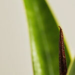 Snake Plant Brown Tips: Dry Air, Water Stress, Or Old Damage?