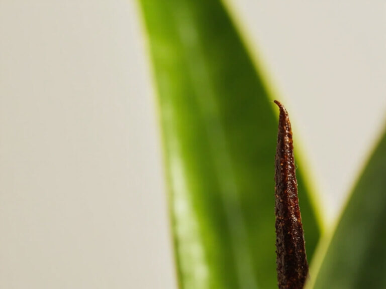 Snake plant brown tips