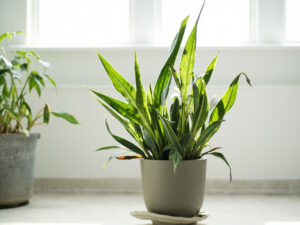 Snake Plant Drooping: Why Firm Leaves Lose Their Upright Posture and How to Fix It