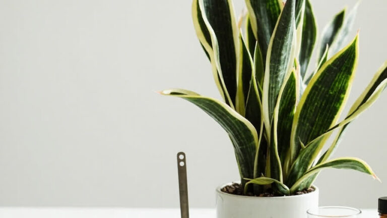 Snake plant fertilizer schedule