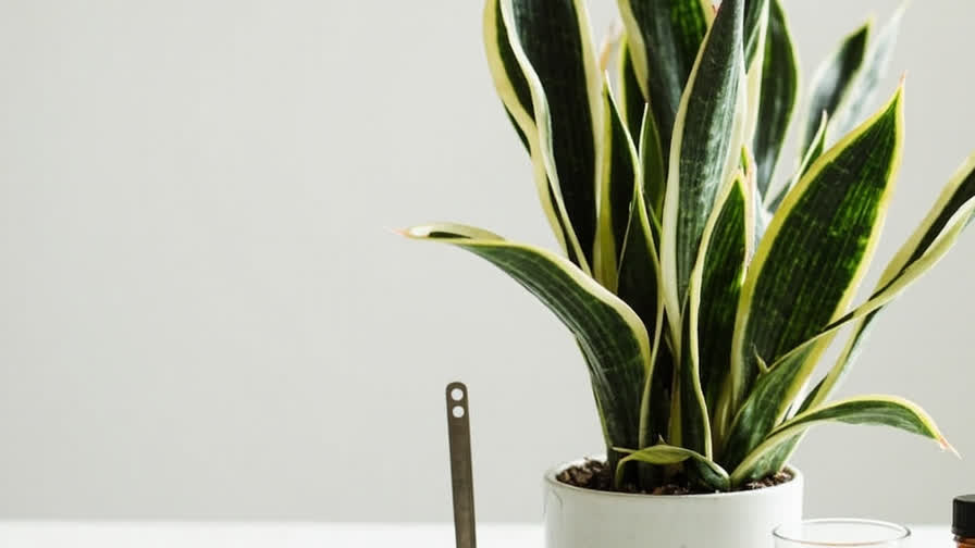 Snake plant with measured diluted fertilizer for light seasonal feeding.