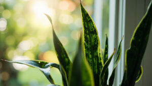 Snake Plant Care: The Complete Guide for Singapore Homes