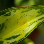 Snake Plant Humidity Requirements