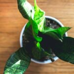 How to Save a Dying Snake Plant: Complete Revival Guide for Sansevieria