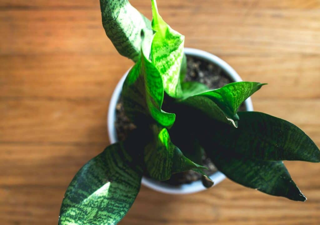 Healthy snake plant with firm upright leaves next to an overwatered specimen with mushy yellowing leaves in terracotta pots