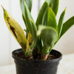 Snake Plant Root Rot: Early Signs Before The Plant Collapses