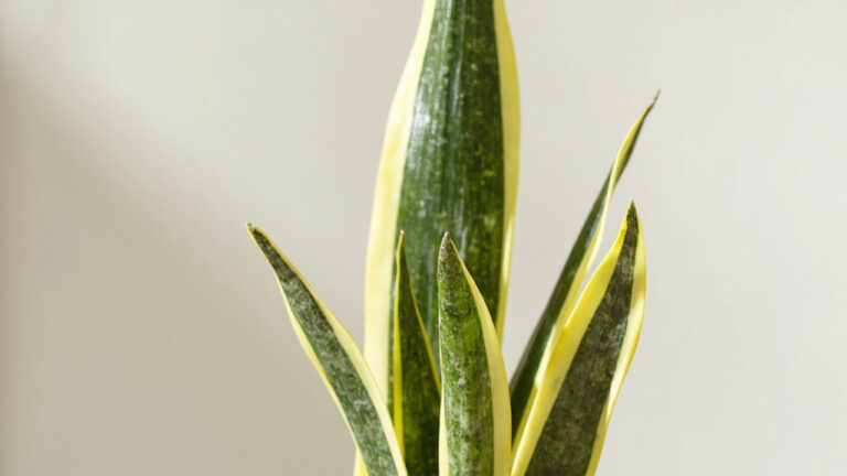 Snake plant yellow leaves