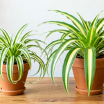 Bonnie Spider Plant vs Vittatum: Which Variegation Style Is Easier to Keep Variegated