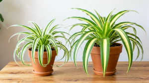 Bonnie Spider Plant vs Vittatum: Which Variegation Style Is Easier to Keep Variegated