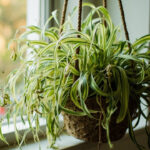 Spider plant (Chlorophytum comosum) with cascading variegated leaves and spiderettes in a hanging basket, editorial indoor photography