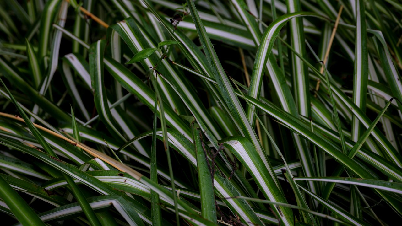 Spider plant with spiderettes hanging from a stolon