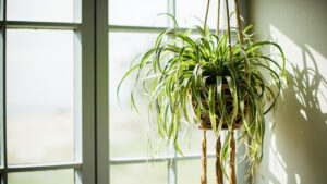 Spider plant in a macrame hanging basket with cascading spiderettes, editorial indoor photography