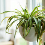 Variegated spider plant in white hanging basket showing brown tips and yellowing leaves, illustrating common spider plant problems