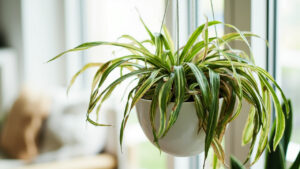 Variegated spider plant in white hanging basket showing brown tips and yellowing leaves, illustrating common spider plant problems