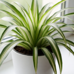 Spider Plant Reverse Variegatum: Care Guide for the Green-Edged Cultivar (Why Yours Loses Its White Center)